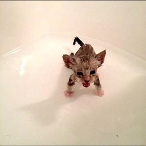 Meet your Posher, Ava